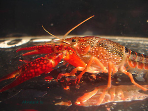    Procambarus clarkii