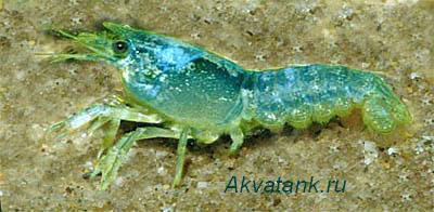    Procambarus cubensis